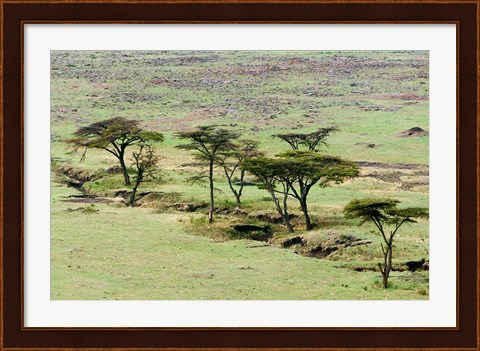 Framed Bush, Maasai Mara National Reserve, Kenya Print