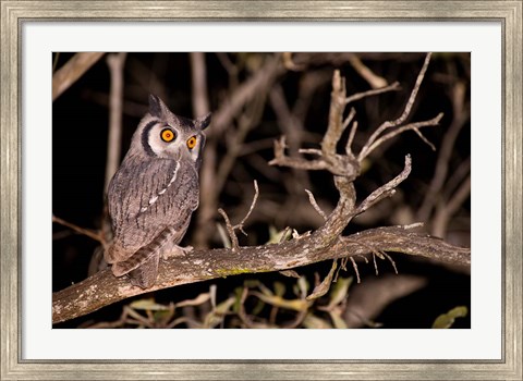 Framed Spotted Eagle Owl, Mpumalanga, South Africa Print