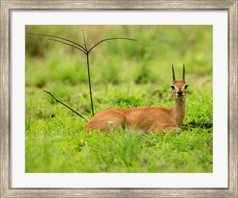 Framed Steenbok buck, Mkuze Game Reserve, South Africa Print