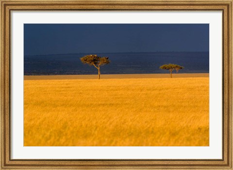 Framed Tall grass, Umbrella Thorn Acacia, Masai Mara, Kenya Print