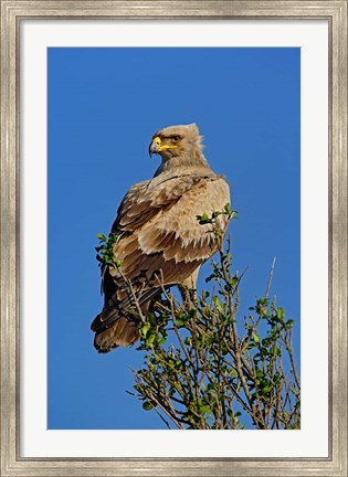 Framed Tawny Eagle, Aquila rapax, Masai Mara Game Reserve, Kenya Print