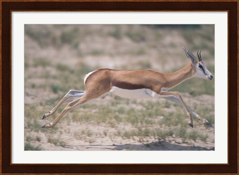 Framed Springbok Running Through Desert, Kgalagadi Transfrontier Park, South Africa Print