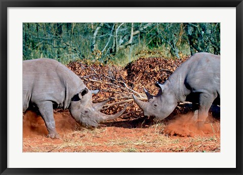Framed White Rhino, Square Lipped Rhino, Kruger, South Africa Print