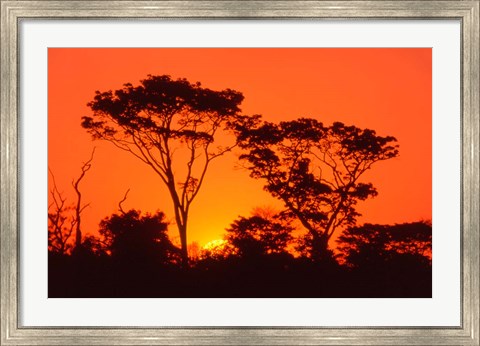 Framed Trees Silhouetted by Dramatic Sunset, South Africa Print