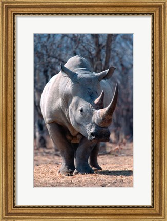 Framed White Square-Lipped Rhino, Namibia Print