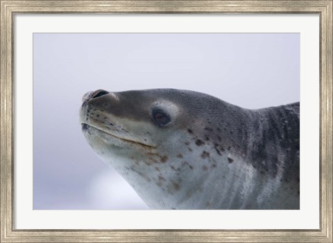 Framed Visitors Get Close-up View of Leopard Seal on Iceberg in Cierva Cove, Antarctic Peninsula Print