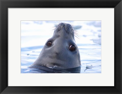 Framed Weddell Seal Head, Western Antarctic Peninsula Print