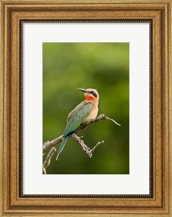 Framed Whitefronted Bee-eater tropical bird, South Africa Print