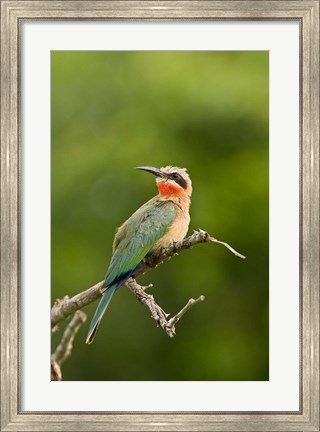 Framed Whitefronted Bee-eater tropical bird, South Africa Print