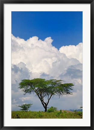 Framed Umbrella Thorn Acacia, Lake Nakuru National Park, Kenya Print