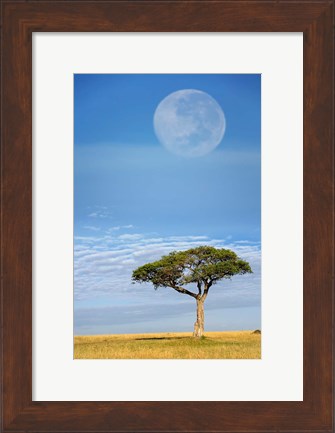 Framed Umbrella Thorn Acacia, Kenya Print