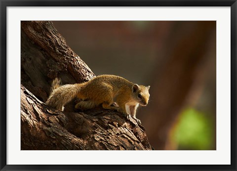 Framed Tree squirrel, Okavango Delta, Botswana, Africa Print