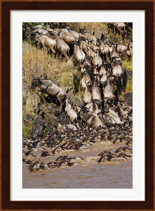 Framed Wildebeest crossing river Mara, Maasai Mara Wildlife Reserve, Kenya Print