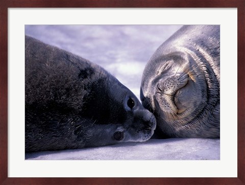 Framed Weddell Fur Seal Cow and Pup, Antarctica Print