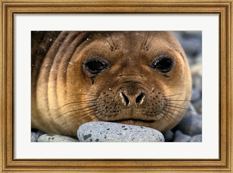 Framed Weddell Seal, South Georgia Island, Sub-Antarctica Print