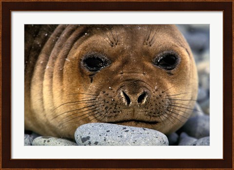 Framed Weddell Seal, South Georgia Island, Sub-Antarctica Print