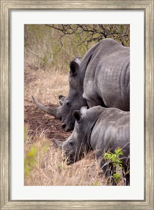Framed White Rhino in Zulu Nyala Game Reserve, Kwazulu Natal, South Africa Print
