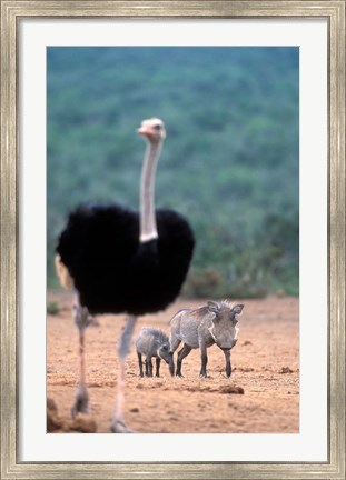 Framed Warthog &amp; offspring, Addo National Park, South Africa Print