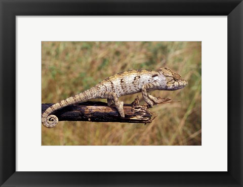 Framed Wild Chameleon, Madagascar Print