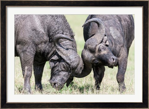 Framed Two bull African Buffalo head butting in a duel, Maasai Mara, Kenya Print
