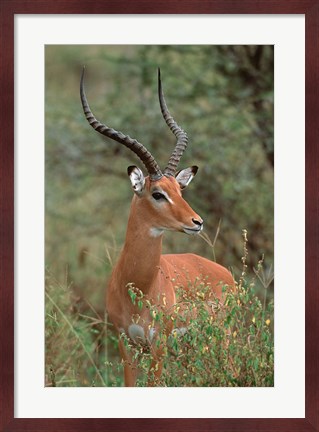 Framed Wild Male Impala, Tanzania Print