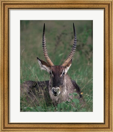 Framed Waterbuck, Kenya Print