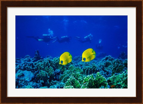 Framed Yellow Butterflyfish with Scuba Divers, Red Sea, Egypt Print