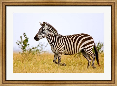 Framed Zebras Herding in The Fields, Maasai Mara, Kenya Print