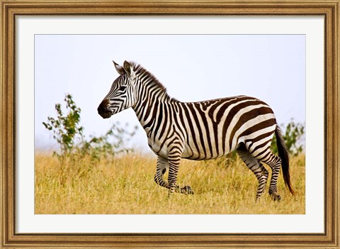 Framed Zebras Herding in The Fields, Maasai Mara, Kenya Print