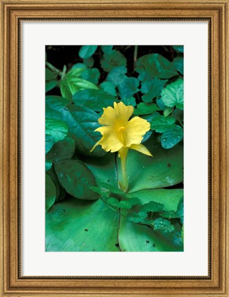 Framed Yellow Flower in Bloom, Gombe National Park, Tanzania Print