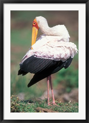 Framed Yellow-Billed Stork Grooming, Masai Mara Game Reserve, Kenya Print