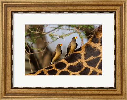 Framed Yellow-Billed Oxpeckers on the Back of a Giraffe, Tanzania Print