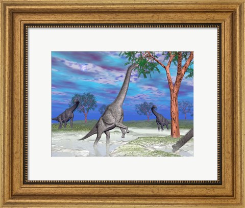 Framed Brachiosaurus dinosaurs grazing on trees Print