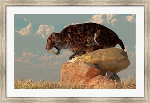 Framed Smilodon sits on a rock surrounded by golden fall fields Print