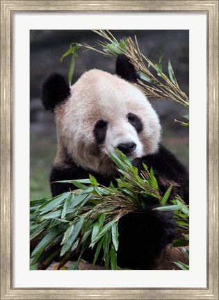 Framed Asia, China Chongqing. Giant Panda bear, Chongqing Zoo. Print