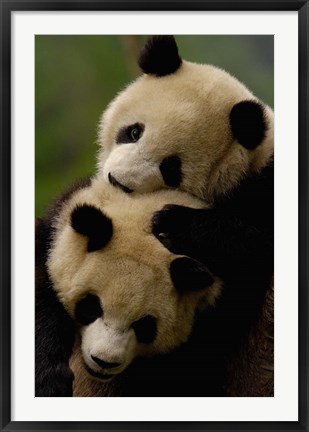 Framed Pair of Giant panda bears Print