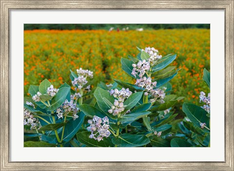 Framed Flower Field, Southern India Print