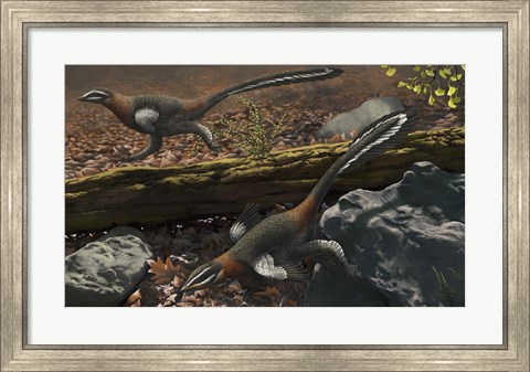 Framed Mei long, the famous troodontid in the sleeping position Print