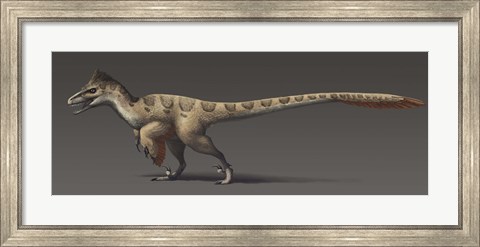 Framed Utahraptor ostrommaysorum, the largest known dromaeosaur Print