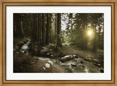 Framed Small stream in a forest at sunset, Pirin National Park, Bulgaria Print