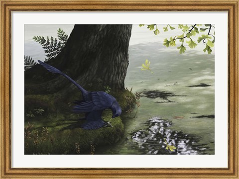 Framed Microraptor gui eating a small fish Print