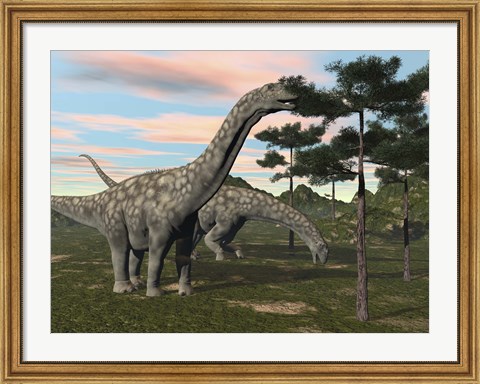 Framed Argentinosaurus dinosaur grazing on treetops Print