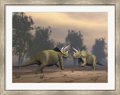 Framed Confrontation between two Triceratops Print
