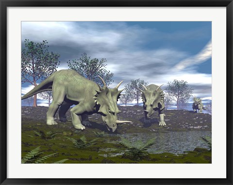 Framed Three Styracosaurus dinosaurs drinking from a nearby lake Print