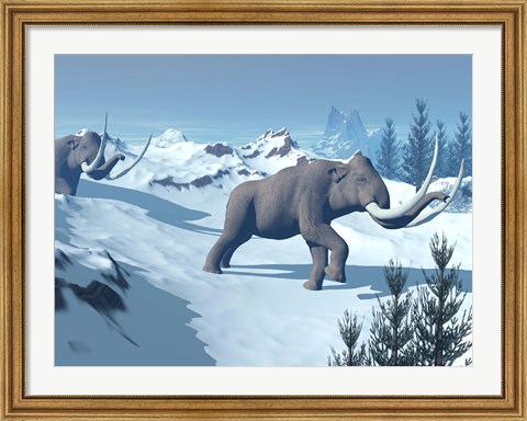 Framed Two large mammoths walking slowly on the snowy mountain Print