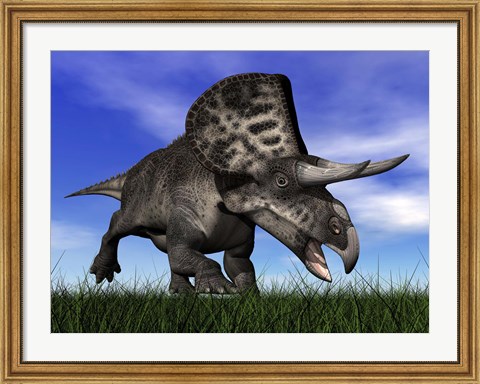 Framed Zuniceratops dinosaur running in the grass Print