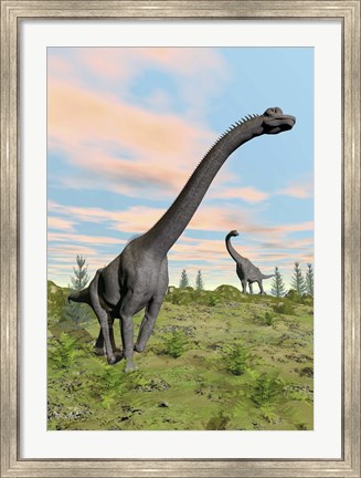 Framed Two brachiosaurus dinosaurs in a prehistoric environment Print