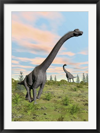 Framed Two brachiosaurus dinosaurs in a prehistoric environment Print