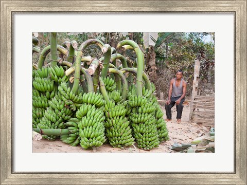 Framed India, Meghalaya, Bajengdoba, Bananas and the man who picked them Print
