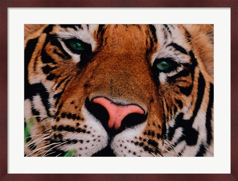 Framed Face of Bengal Tiger, India Print